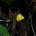 Momordica foetida Flower