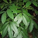 Swietenia macrophylla Leaf