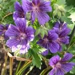 Geranium ibericum Çiçek