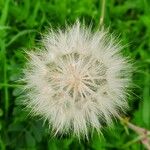 Podospermum laciniatum Fruit