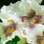 Catalpa ovata പുഷ്പം