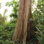 Shirakiopsis elliptica Kabuk
