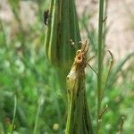 Tragopogon dubius Fruto