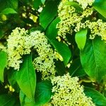 Viburnum lentago പുഷ്പം