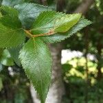 Nothofagus nitida その他の提案