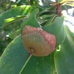 Foetidia mauritiana Плод