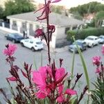 Gaura lindheimeri Floare