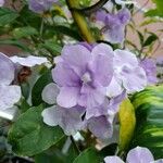 Brunfelsia pauciflora Çiçek