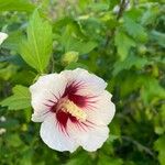 Hibiscus syriacusFlor