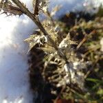 Carlina vulgaris 葉