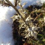 Carlina vulgaris Feuille