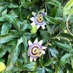 Passiflora caerulea Květ