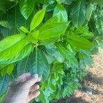 Prunus laurocerasus List
