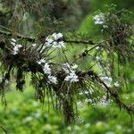 Dendrobium moniliforme Cvet