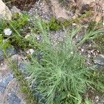 Volutaria tubuliflora Hoja