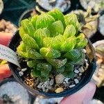 Haworthia cymbiformis Yaprak