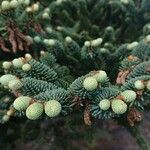 Abies kawakamii Vaisius