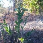 Crotalaria retusa Habit