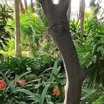 Treculia africana 樹皮