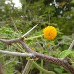 Acacia tortuosa Flower