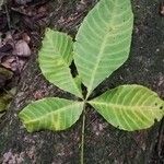 Ricinodendron heudelotii Folha