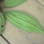 Miconia tschudyoides Leaf