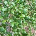Quercus agrifolia Blad