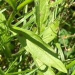 Erigeron annuus Leaf