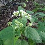 Ageratina aromaticaफूल