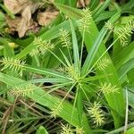 Cyperus hermaphroditus Feuille