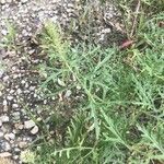 Verbena bipinnatifida Habit