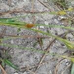 Carex distans Feuille