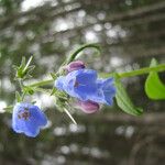 Mertensia paniculata Flor