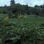 Senna alata Hábito