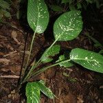 Dieffenbachia oerstedii Hoja