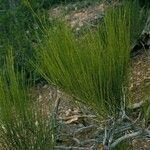 Ephedra viridis Habit