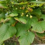 Tilia x europaea Blad