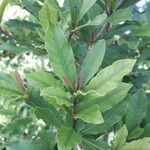 Synsepalum dulcificum برگ