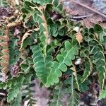 Asplenium ceterach Φύλλο