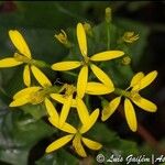 Senecio tamoides Kvet