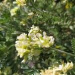 Anthyllis barba-jovis Virág