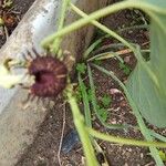 Aristolochia fimbriata Žiedas