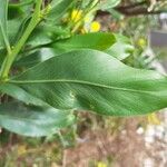 Acacia retinodes Leaf