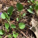 Viola adunca Leaf