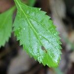 Stachytarpheta urticifolia Fuelha