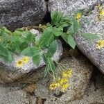 Doronicum corsicum 花