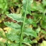 Sisymbrium irio Leaf