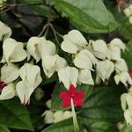 Clerodendrum thomsoniae Kvet