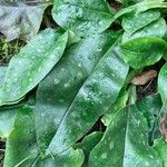 Pulmonaria officinalis Hoja