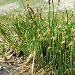 Eleocharis quinqueflora Habit